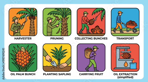 Palm oil production process steps illustrated with workers harvesting and transporting palm fruits