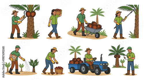 Palm fruit harvesting workers laborers collecting palm fruits