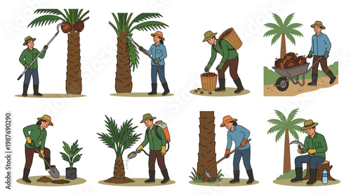 Palm tree maintenance workers harvesting fruits and performing gardening tasks outdoors daily