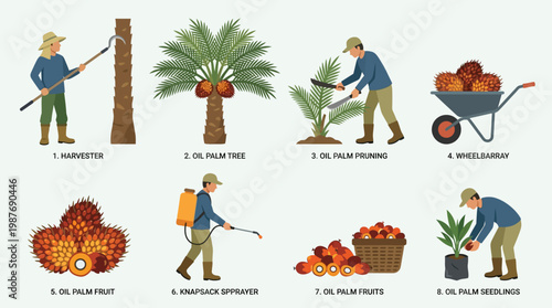 Oil palm plantation workers harvesting fruits and seedlings with tools
