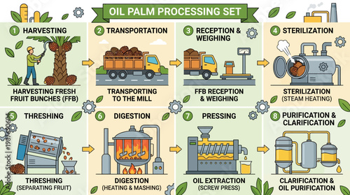Oil palm processing stages infographic steps
