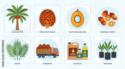 Illustrative guide showcasing oil palm tree, fresh fruit bunches, cross-sections, individual fruits, leaves, transport, oils, and seedlings.