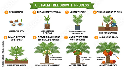 Oil palm tree growth process stages from germination to harvesting, including seedling, nursery, and mature tree with fruit bunches