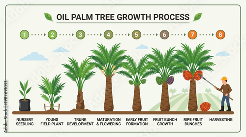 An infographic showing the biological growth stages of an oil palm tree from a small nursery seedling to harvesting fruit