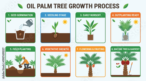 Oil palm tree growth process stages from seed germination to mature harvest