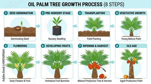 Visual infographic detailing the complete eight-step lifecycle and growth stages of an oil palm tree, from seed to maturity.