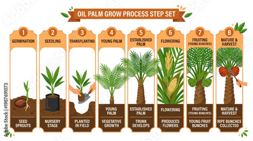 Oil palm growth process steps infographic set showing stages from germination to harvest