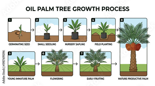 Visual guide illustrating the complete oil palm tree growth process from seed germination to mature productive fruiting plant
