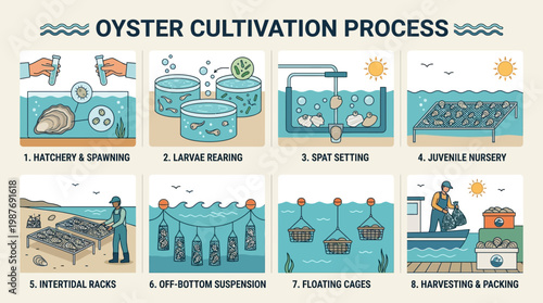 Detailed infographic chart illustrating the sequential stages of the commercial oyster cultivation process from hatchery spawning to final harvest packing