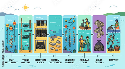 An informative infographic displays the complete step by step lifecycle process of oyster farming from initial spat settlement until harvest