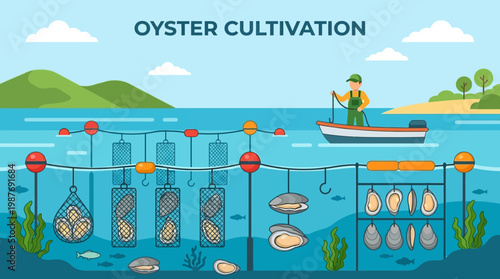 A fisherman in a small boat monitors suspended mesh baskets containing growing oysters at a commercial shellfish farming site today