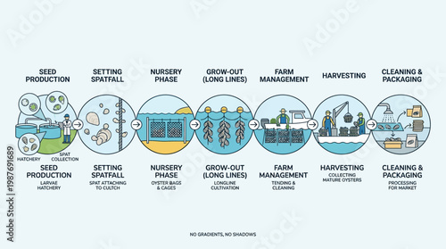 Oyster farming process steps from seed production to cleaning and packaging