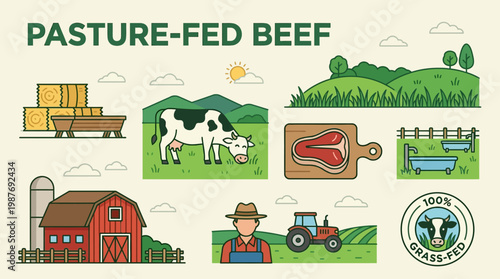 Pasture-fed beef farming illustration with cow, tractor, barn and meat