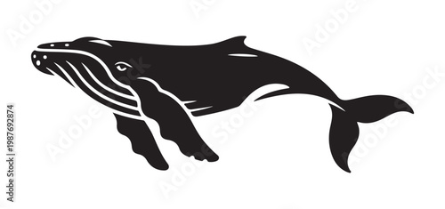 Humpback whale black and white vector silhouette on white background illustration.