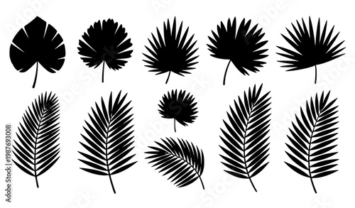 Palm branch black silhouette set tropical leaf collection natural botanical elements for design