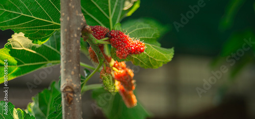Mulberry fruits on the tree in the garden with nature background