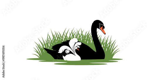 Elegant Black and White Swan Illustration in Grassy Environment