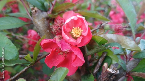 close up of vibrant red flowering quince blossoms with yellow stamens on a branch in a spring garden