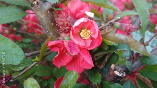 close up of vibrant red flowering quince blossoms with yellow stamens on a branch in a spring garden