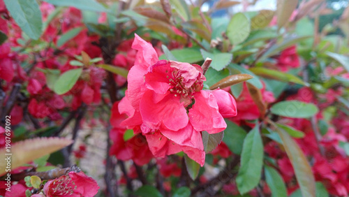 close up of vibrant red flowering quince blossoms with yellow stamens on a branch in a spring garden
