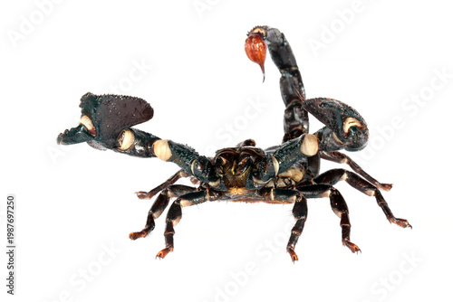 Canvastavla Emporer Scorpion in a defensive posture