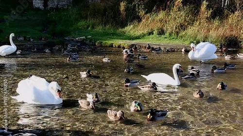 Two white swans and numerous ducks swim gracefully in a clear pond surrounded by lush green grass and wild vegetation under bright sunlight in a serene natural setting