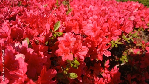 close-up of vibrant crimson red dwarf azalea flowers blooming in a dense cluster under direct sunlight in spring