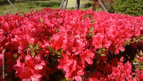 close-up of vibrant crimson red dwarf azalea flowers blooming in a dense cluster under direct sunlight in spring