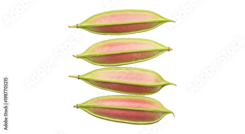 Vector illustration of four fresh raw okra pods on a transparent background