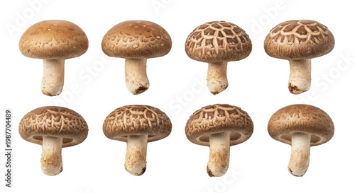 Vector illustration of set of fresh shiitake mushrooms on a transparent background