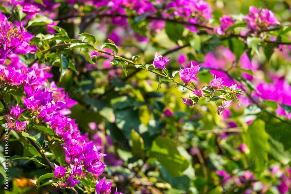 Fototapeta premium Bougainvillea in a field