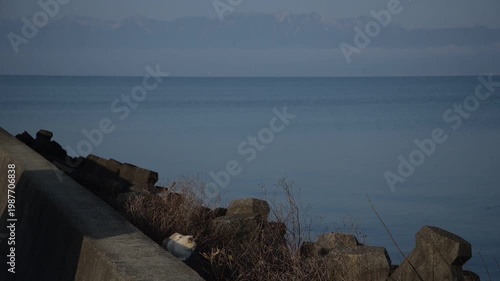琵琶湖岸を散歩する猫 （滋賀県, 2026年1月）