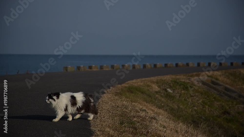 琵琶湖岸を散歩する猫 （滋賀県, 2026年1月）