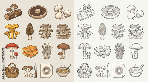 A comprehensive collection of various mushroom illustrations, showcasing different species and culinary uses in both color and monochrome.