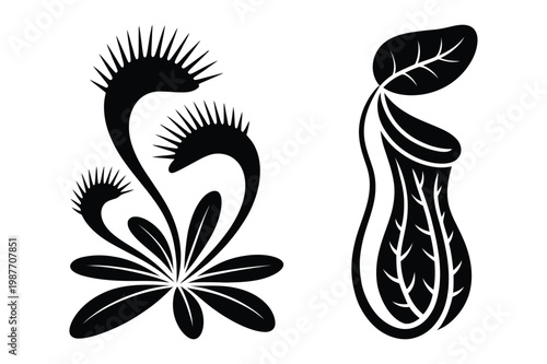 Collection of carnivorous plants: venus flytrap and pitcher plant with predator