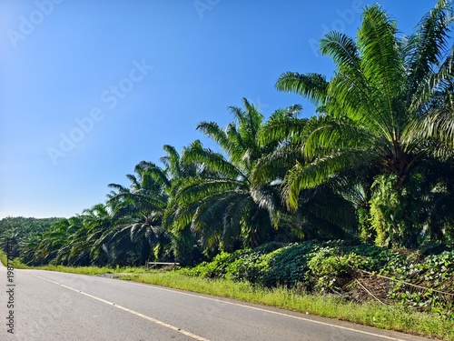 sky view with oil palm trees