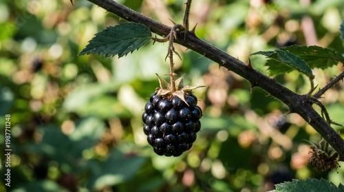 Close-up of a ripe blackberry hanging from a thorny branch, fresh fruit in nature