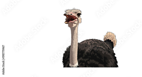 Ostrich vector illustration with open beak isolated on white