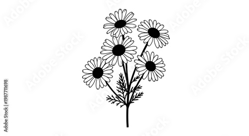Hand drawn daisy flower vector illustration bouquet line art