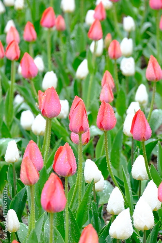 tulip flowers blooming in spring season with text space on blue sky