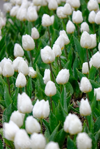 tulip flowers blooming in spring season with text space on blue sky