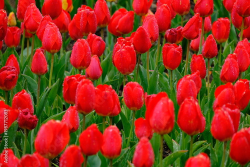 tulip flowers blooming in spring season with text space on blue sky