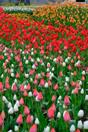 tulip flowers blooming in spring season with text space on blue sky