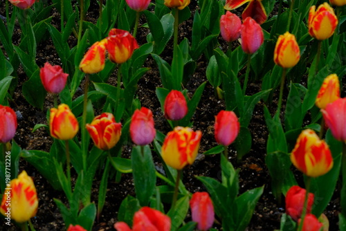 tulip flowers blooming in spring season with text space on blue sky