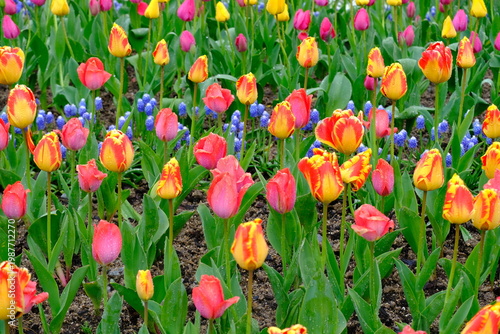 tulip flowers blooming in spring season with text space on blue sky