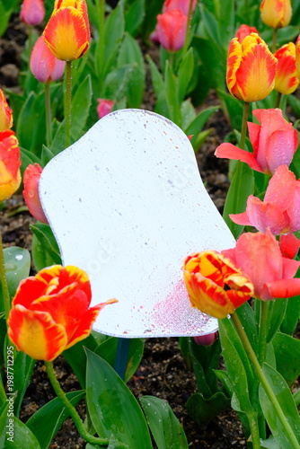 tulip flowers blooming in spring season with text space on blue sky