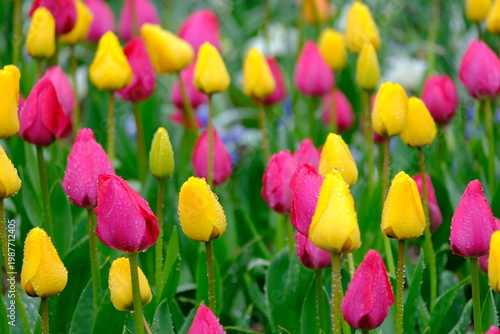 tulip flowers blooming in spring season with text space on blue sky