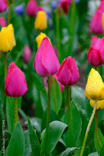 tulip flowers blooming in spring season with text space on blue sky