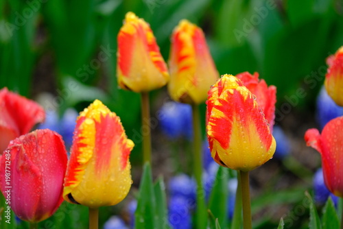 tulip flowers blooming in spring season with text space on blue sky