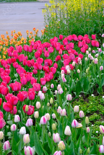 tulip flowers blooming in spring season with text space on blue sky